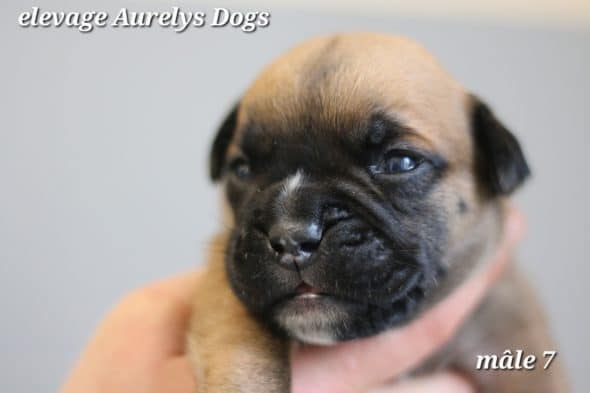 Image de la portée de chiot de l'élévage EARL ELEVAGE AURELYS DOG