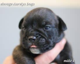 Chiots de race Bulldog continental à vendre chez l'éleveur EARL ELEVAGE AURELYS DOG