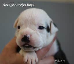 Chiots de race Bulldog continental à vendre chez l'éleveur EARL ELEVAGE AURELYS DOG