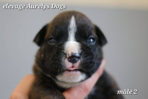 Image de la portée de chiot de l'élévage EARL ELEVAGE AURELYS DOG