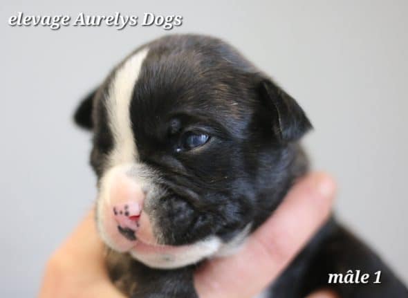 Image de la portée de chiot de l'élévage EARL ELEVAGE AURELYS DOG