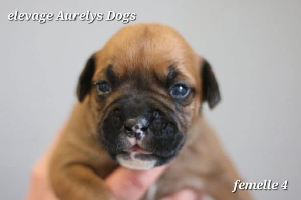 Image de la portée de chiot de l'élévage EARL ELEVAGE AURELYS DOG