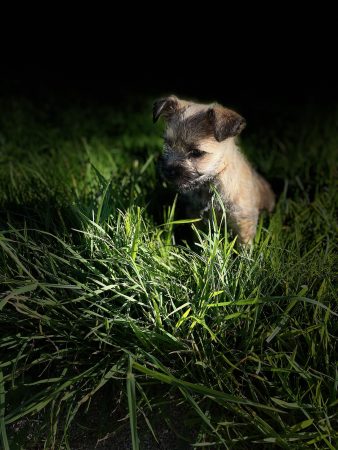 Image de la portée de chiot de l'élévage SACHOT FRANCK ET SABRINA