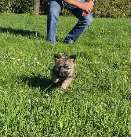 Image de la portée de chiot de l'élévage SACHOT FRANCK ET SABRINA