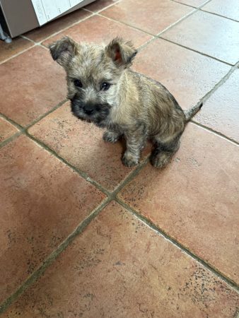 Image de la portée de chiot de l'élévage SACHOT FRANCK ET SABRINA