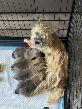 Image de la portée de chiot de l'élévage SACHOT FRANCK ET SABRINA