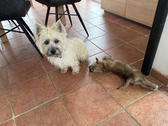 Image de la portée de chiot de l'élévage SACHOT FRANCK ET SABRINA