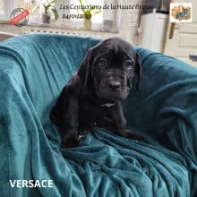 Chiots de race Cane corso à vendre chez l'éleveur CENTURIONS DE LA HAUTE BROSSSE