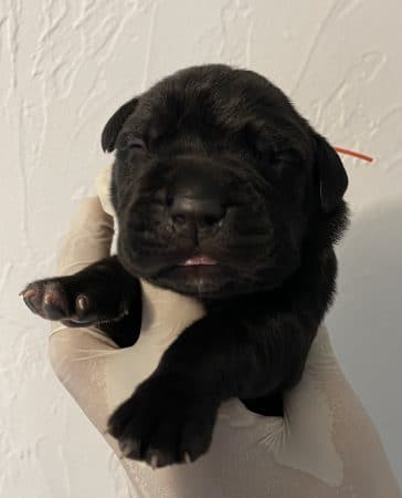 Image de la portée de chiot de l'élévage ELEVAGE CANE CORSO DE MAELYS