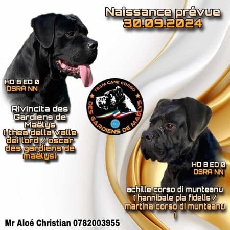 Image de la portée de chiot de l'élévage ELEVAGE CANE CORSO DE MAELYS