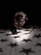 Chiots de race Cane corso à vendre chez l'éleveur DOMAINE DE LA TERNOISE