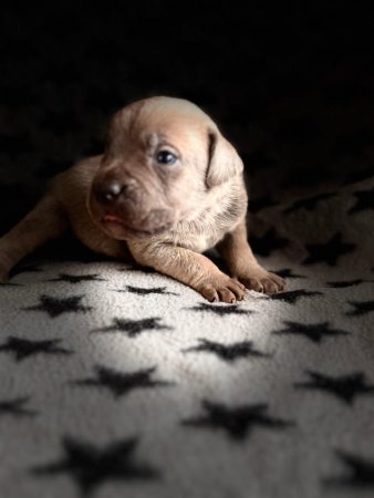 Image de la portée de chiot de l'élévage DOMAINE DE LA TERNOISE