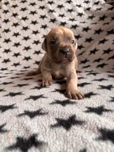 Chiots de race Cane corso à vendre chez l'éleveur DOMAINE DE LA TERNOISE