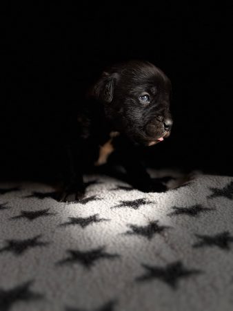 Image de la portée de chiot de l'élévage DOMAINE DE LA TERNOISE