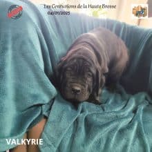 Chiots de race Cane corso à vendre chez l'éleveur CENTURIONS DE LA HAUTE BROSSSE