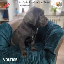 Chiots de race Cane corso à vendre chez l'éleveur CENTURIONS DE LA HAUTE BROSSSE