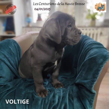 Image de la portée de chiot de l'élévage CENTURIONS DE LA HAUTE BROSSSE