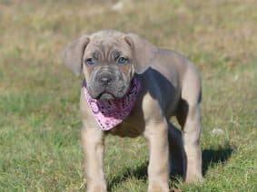 Chiots de race Cane corso à vendre chez l'éleveur DES TERRES DES FORGES