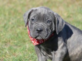 Chiots de race Cane corso à vendre chez l'éleveur DES TERRES DES FORGES