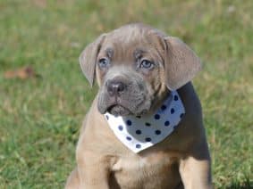 Chiots de race Cane corso à vendre chez l'éleveur DES TERRES DES FORGES