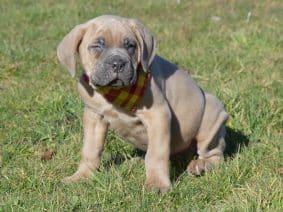 Chiots de race Cane corso à vendre chez l'éleveur DES TERRES DES FORGES