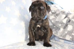 Chiots de race Cane corso à vendre chez l'éleveur DOMAINE DE LA TERNOISE