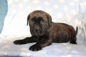 Chiots de race Cane corso à vendre chez l'éleveur DOMAINE DE LA TERNOISE