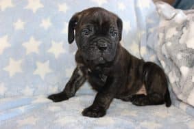 Chiots de race Cane corso à vendre chez l'éleveur DOMAINE DE LA TERNOISE