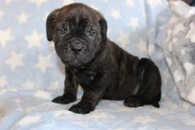 Chiots de race Cane corso à vendre chez l'éleveur DOMAINE DE LA TERNOISE