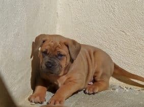 Chiots de race Cane corso à vendre chez l'éleveur DU CLAN DE NEMAUSUS