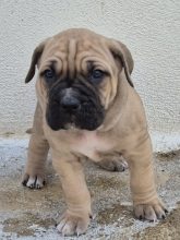 Chiots de race Cane corso à vendre chez l'éleveur DU CLAN DE NEMAUSUS