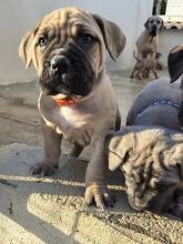 Chiots de race Cane corso à vendre chez l'éleveur DU CLAN DE NEMAUSUS