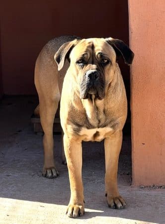 Image de la portée de chiot de l'élévage CENTRE ANIMALIER REGIONAL