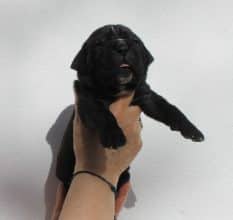 Chiots de race Cane corso à vendre chez l'éleveur MALDAKOBORDA