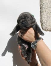 Chiots de race Cane corso à vendre chez l'éleveur MALDAKOBORDA