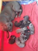 Chiots de race Cane corso à vendre chez l'éleveur MALDAKOBORDA