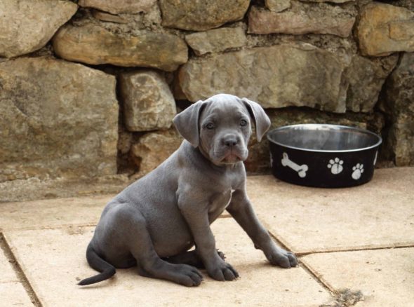 Image de la portée de chiot de l'élévage DE LA LEGENDE DE NEWTON