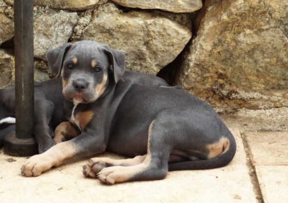 Image de la portée de chiot de l'élévage DE LA LEGENDE DE NEWTON