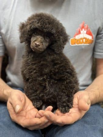 Image de la portée de chiot de l'élévage BEGRAND CELINE