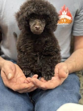 Image de la portée de chiot de l'élévage BEGRAND CELINE