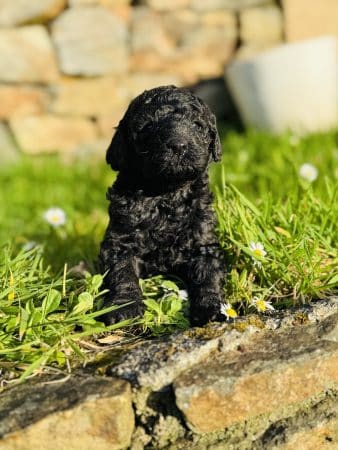 Image de la portée de chiot de l'élévage LE GALL ROMAIN