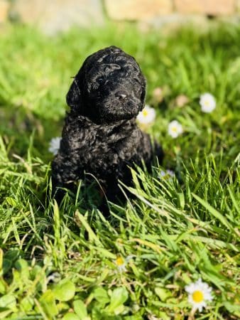 Image de la portée de chiot de l'élévage LE GALL ROMAIN