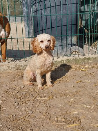 Image de la portée de chiot de l'élévage RUIZ BEATRICE