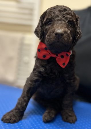 Image de la portée de chiot de l'élévage FLYING-NOODLE