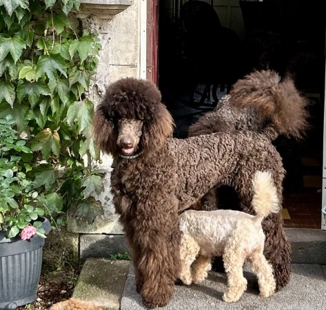 Image de la portée de chiot de l'élévage FLYING-NOODLE