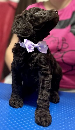 Image de la portée de chiot de l'élévage FLYING-NOODLE