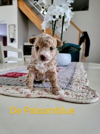 Image de la portée de chiot de l'élévage DE PALSAMBLUE