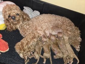 Chiots de race Caniche toy à vendre chez l'éleveur ELEVAGE DU DOMAINE DI L’ANGELI