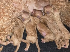 Chiots de race Caniche toy à vendre chez l'éleveur ELEVAGE DU DOMAINE DI L’ANGELI