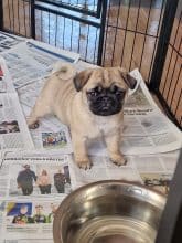 Chiots de race Carlin à vendre chez l'éleveur Domaine du domaine la cour souveraine